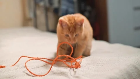 An orange cat plays with a string on a bed in a room. The cat is seen pouncing Stock Footage 345868259