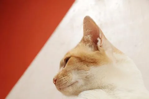 Orange cat pose facing sideways with ears erect, negative space Stock Photos