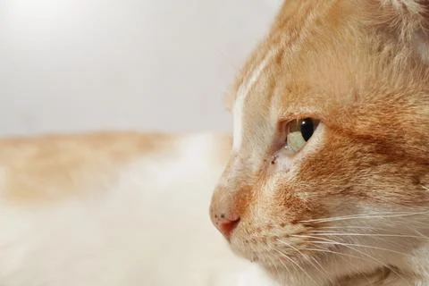 Orange cat pose facing sideways with sharp eyes, Stock Photos