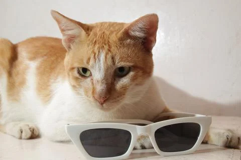 Orange cat pose while holding white sunglasses in a cute style Stock Photos