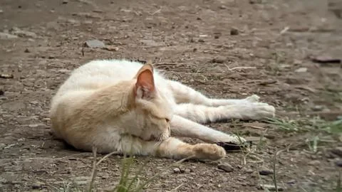 An orange cat is relaxing on the ground Stock Photos