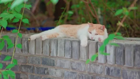 Orange cat resting and sleeping on the windowsill Stock Footage 197916199