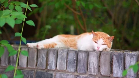 Orange cat resting and sleeping on the windowsill Stock Footage 197916335