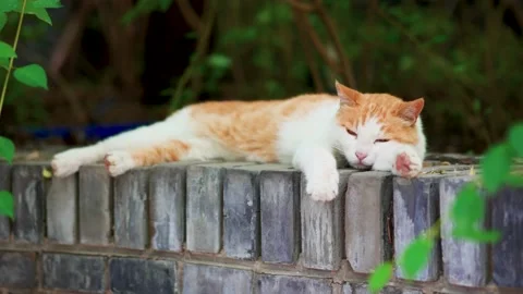 Orange cat resting and sleeping on the windowsill Stock Footage 197916364