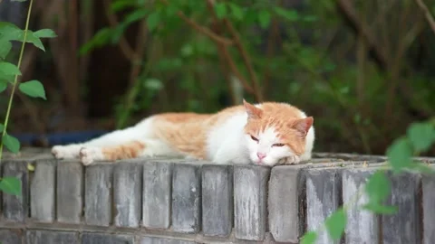 Orange cat resting and sleeping on the windowsill Stock Footage 197916831