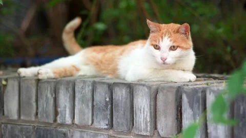 Orange cat resting and sleeping on the windowsill Stock Footage 197916873