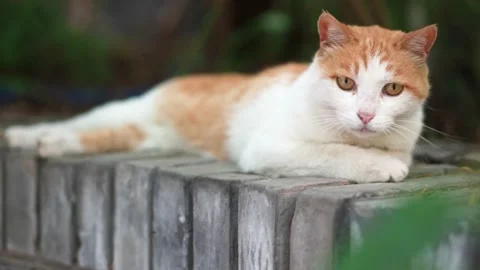 Orange cat resting and sleeping on the windowsill Stock Footage 197916976