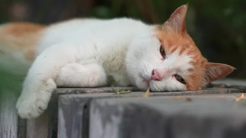 Orange cat resting and sleeping on the windowsill Stock Footage 197917014