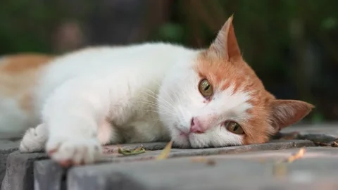 Orange cat resting and sleeping on the windowsill Stock Footage 197917113