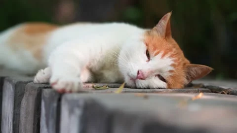 Orange cat resting and sleeping on the windowsill Stock Footage 197917202