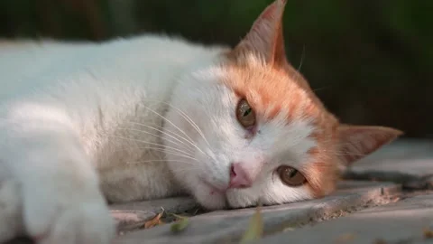 Orange cat resting and sleeping on the windowsill Stock Footage 197917292