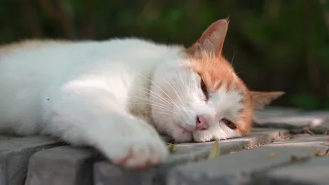 Orange cat resting and sleeping on the windowsill Stock Footage 197917485