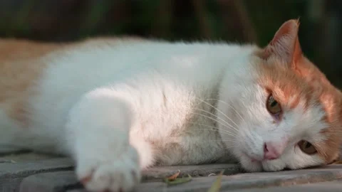 Orange cat resting and sleeping on the windowsill Stock Footage 197917528