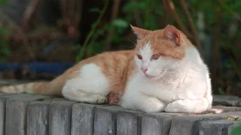 Orange cat resting and sleeping on the windowsill Stock Footage 197917658