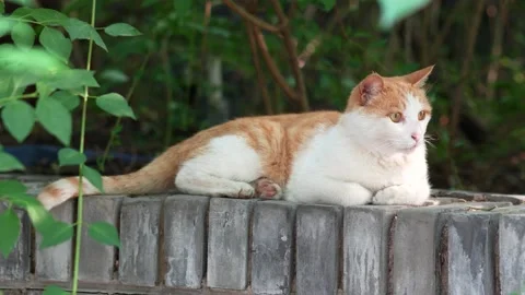 Orange cat resting and sleeping on the windowsill Stock Footage 197917698