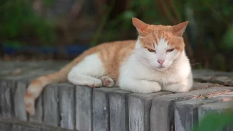 Orange cat resting and sleeping on the windowsill Video stock 197917802