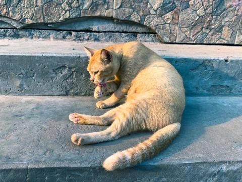 Orange Cat Resting on Concrete Steps, Sunlight, Relaxed Feline, Pet Portrait Stock Photos