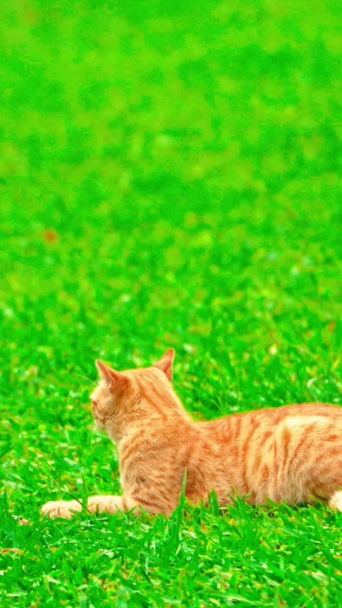 Orange cat resting on green grass Video stock 333499465