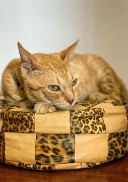 Orange cat resting on leopard bed Stock Photos