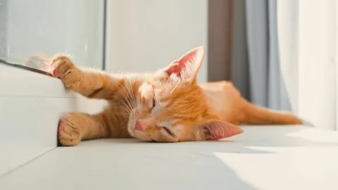 An orange cat is resting quietly on a windowsill, enjoying the warm sunlight 動画素材 344674976