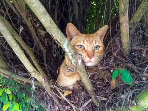 Orange cat resting on tree branches Stock Photos
