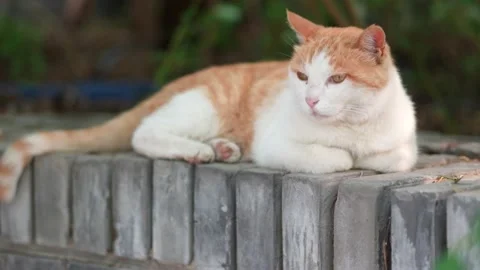 Orange cat resting on the windowsill Stock Footage 197917940