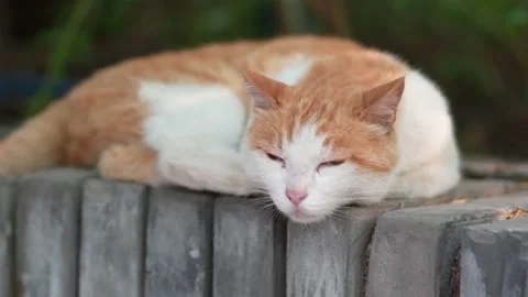 Orange cat resting on the windowsill Stock Footage 197917972