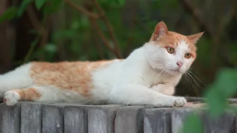 Orange cat resting on the windowsill Stock Footage 197918016