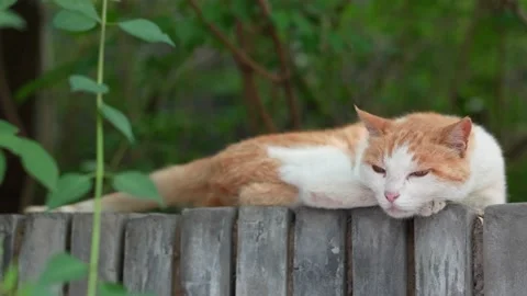 Orange cat resting on the windowsill Stock Footage 197918103