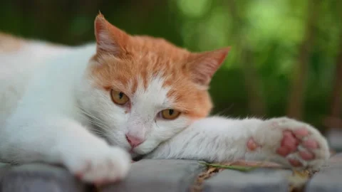 Orange cat resting on the windowsill Stock Footage 197918182
