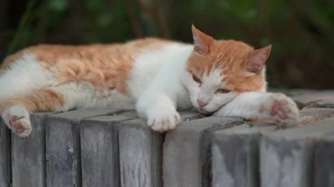 Orange cat resting on the windowsill Stock Footage 197918221