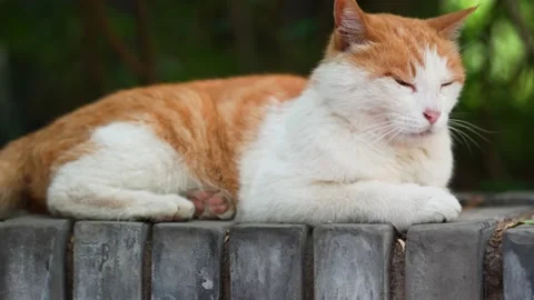 Orange cat resting on the windowsill Stock Footage 197918355