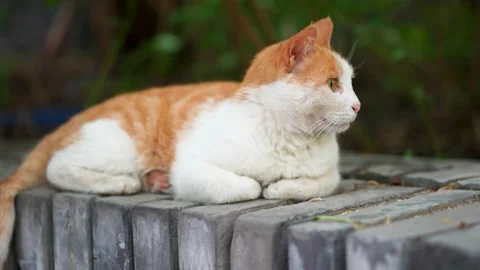 Orange cat resting on the windowsill Stock Footage 197918486