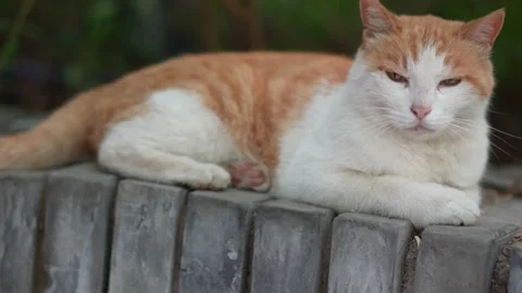 Orange cat resting on the windowsill Stock Footage 197918492