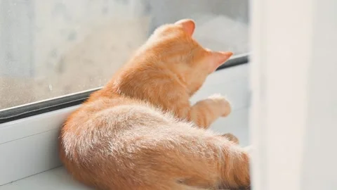 An orange cat rests peacefully, curled up on a windowsill. Sunlight filters in, Stockbeeldmateriaal 344674774