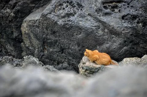 Orange Cat on Rocks Background. 写真素材