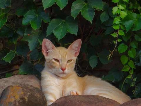 Orange cat on the rocks 스톡 사진