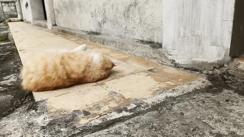 Orange cat rolling on the floor Stock Footage 161879740