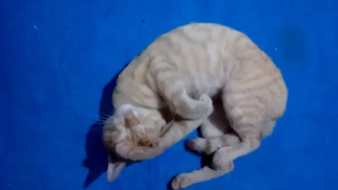 Orange Cat Rolling Over and Grooming Itself Horizontal Video 库存影片 337033208