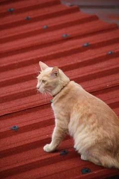 Orange Cat on Rooftop Stock Photos