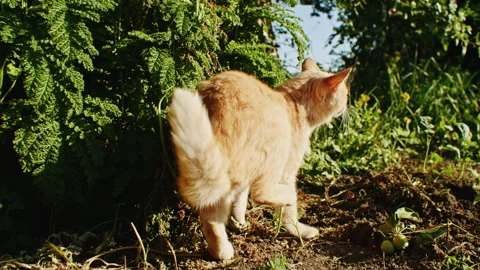 Orange cat scratching its head with hind leg in a garden. Outdoor scene with Stock Footage 276923454