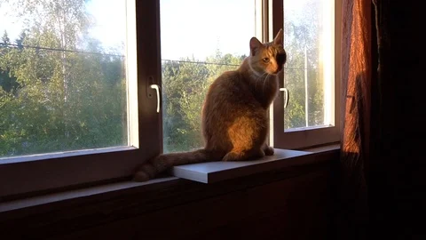 Orange cat is seating on the window Stock Footage 111298661