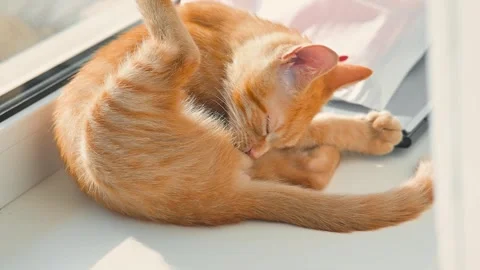 An orange cat is seen grooming itself on a sunny indoor windowsill. A small Stockbeeldmateriaal 344675190