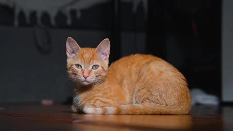 An orange cat is seen moving around an indoor setting, displaying playful 库存影片 344674679