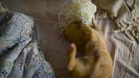 An orange cat is seen playing with a ball of yarn on a soft blanket. The cat 库存影片 345029341