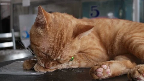 Orange Cat Self-Grooming Stock-Footage 97201318
