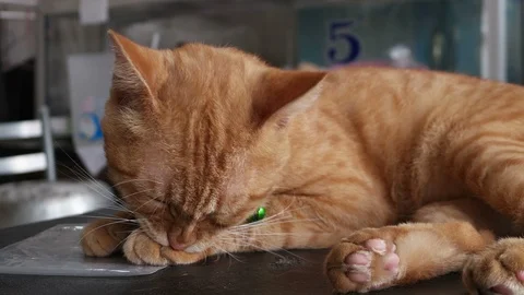 Orange Cat Self-Grooming Slow motion Stock-Footage 97201361