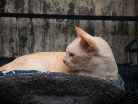 Orange Cat Side Profile: Beautiful Ginger Feline with Pink Nose Looking Awa.. 스톡 사진
