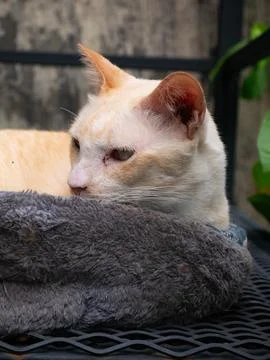 Orange Cat Side Profile: Beautiful Ginger Feline with Pink Nose Looking Awa.. Foto stock