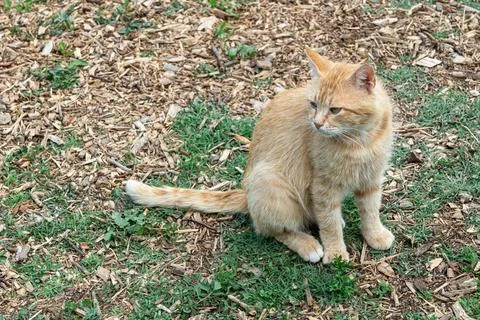 Orange Cat Sits Quietly in a Lush Green Garden Area With Mulch Stock-Fotos